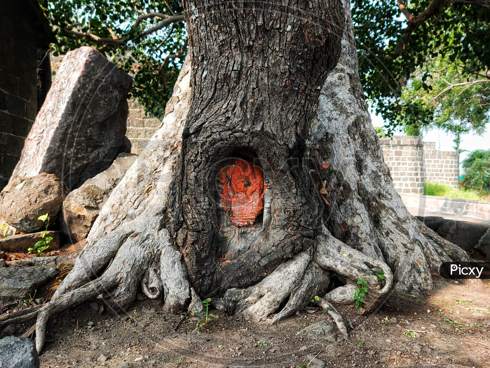 Hindu God Sculpture on Tree Stem