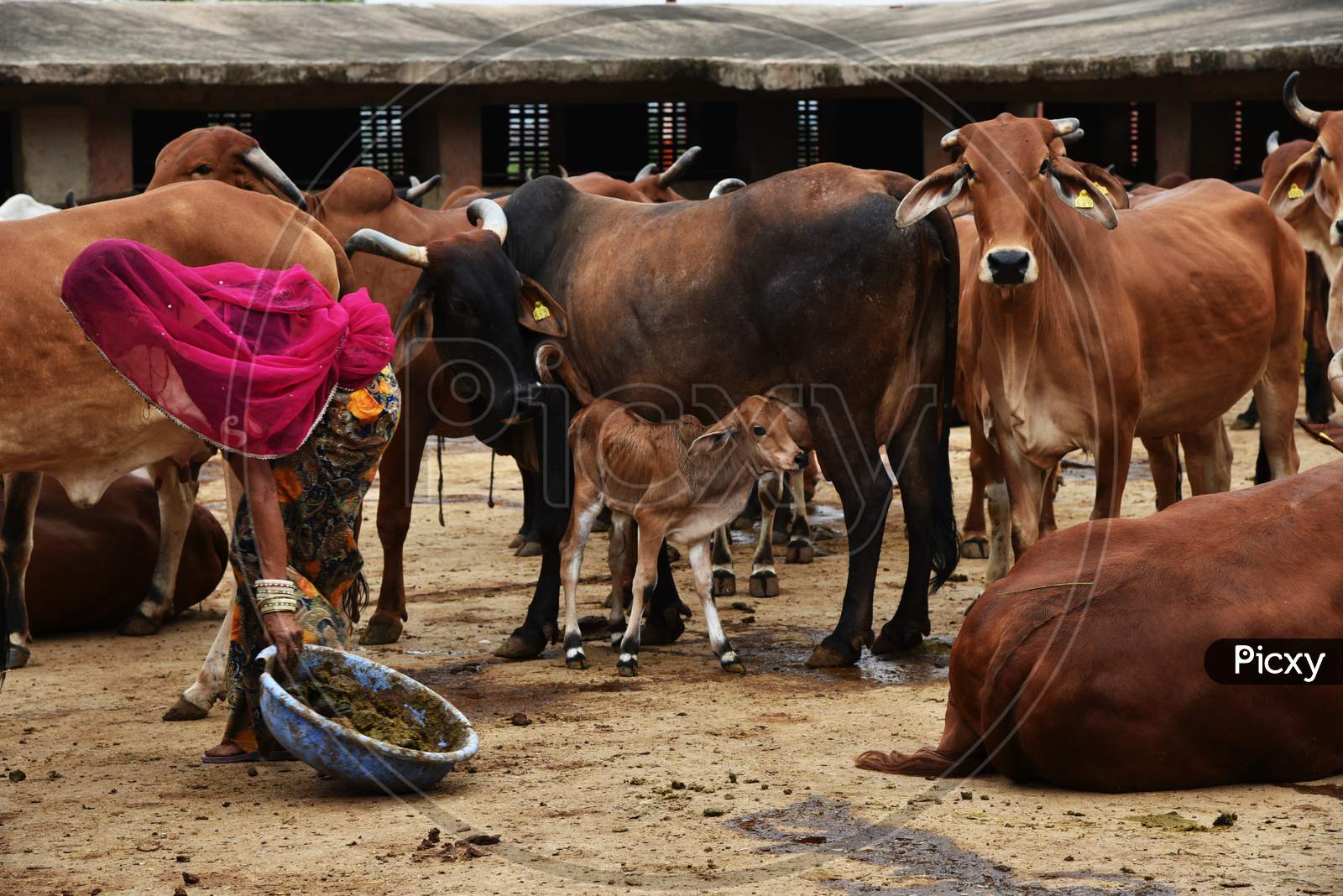 Cows in Rajasthan
