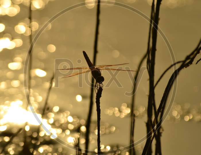 Silhouette of Dragon Fly