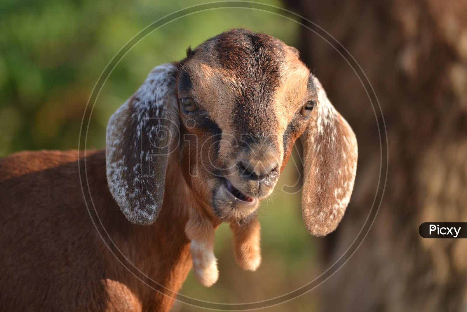 Goat Face Closeup