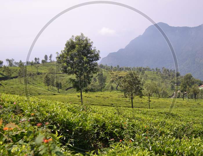 Green Tea Gardens Or Plantations in Ooty