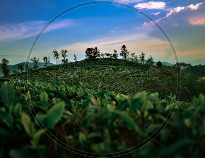 Landscape Of Munnar Tea  Gardens With Blue Sky As Background
