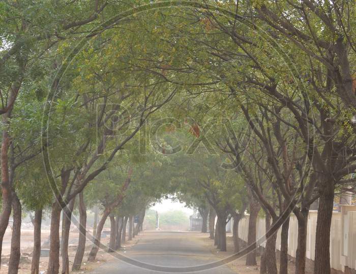 Canopy of  Trees Over a Road