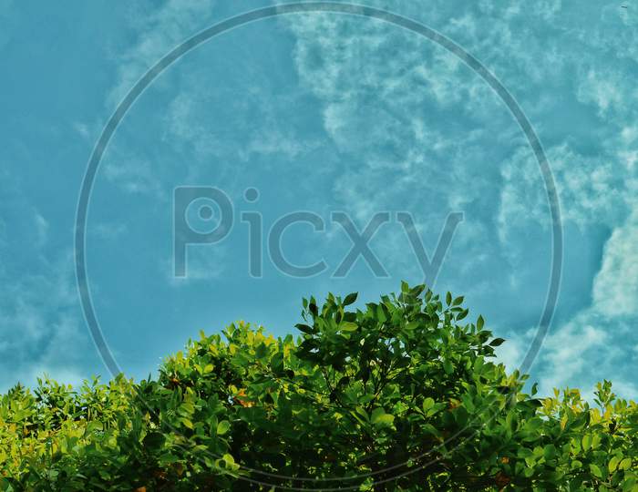 Canopy Of Plant Leafs Over Blue Sky