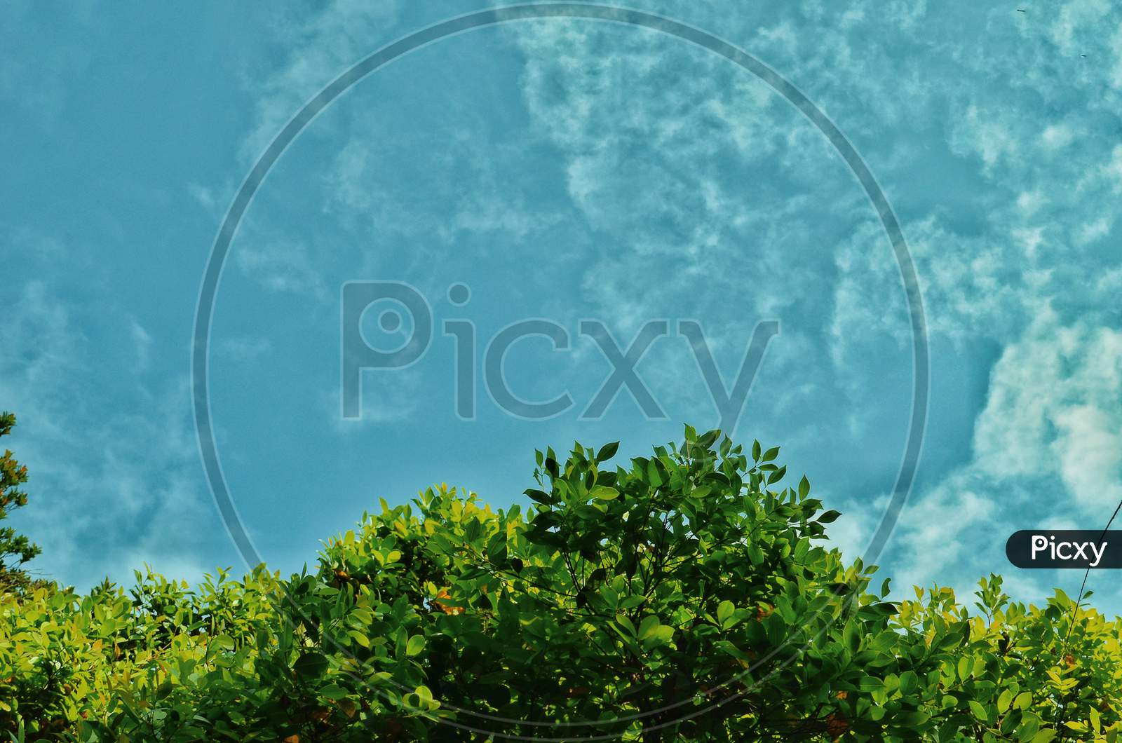 Canopy Of Plant Leafs Over Blue Sky