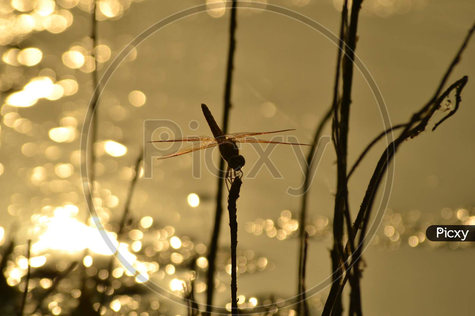 Silhouette of Dragon Fly