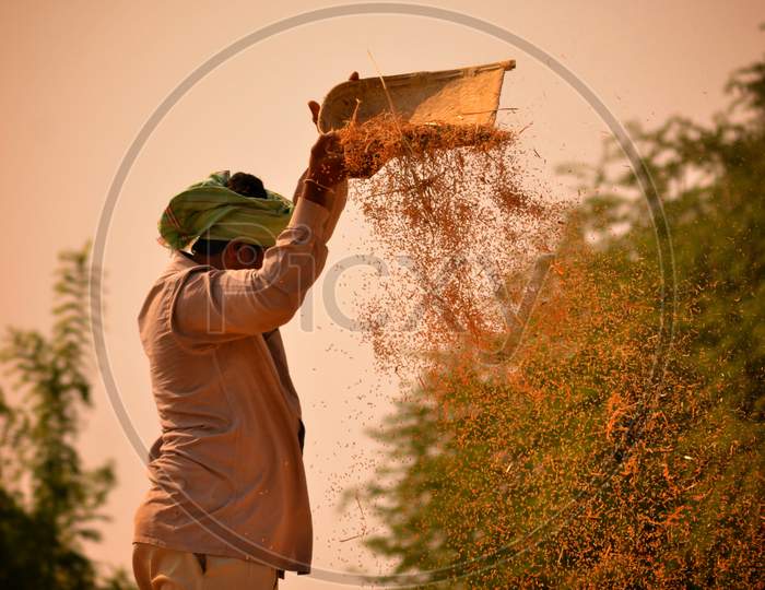 Farmer Harvesting Paddy In an Field