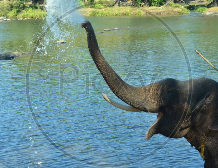 Elephant Sprinkling Water With trunk