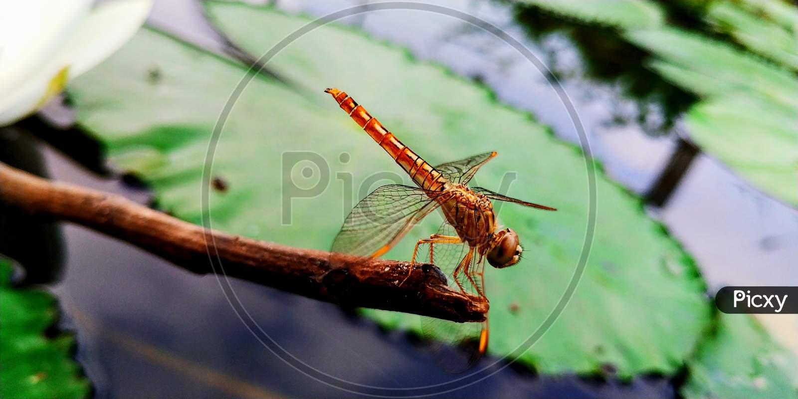 Golden Colour Dragon Fly On a Plant