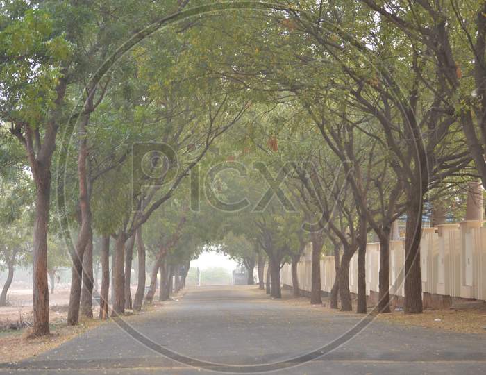 Canopy Of Trees In a Road