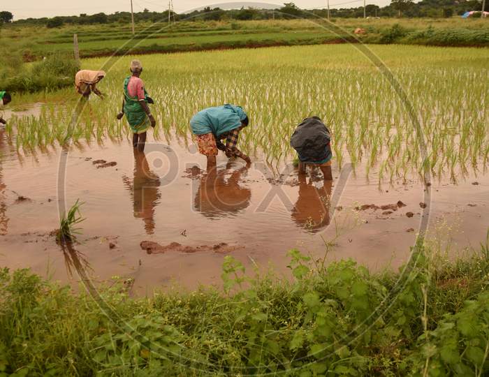 Farmers Working In paddy Fields Planting Paddy Saplings