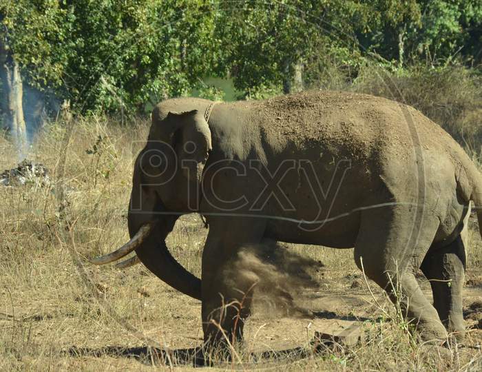 Elephant In a Forest