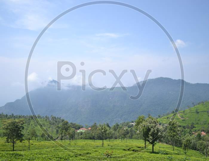 Landscape Of Tea Gardens in Munnar