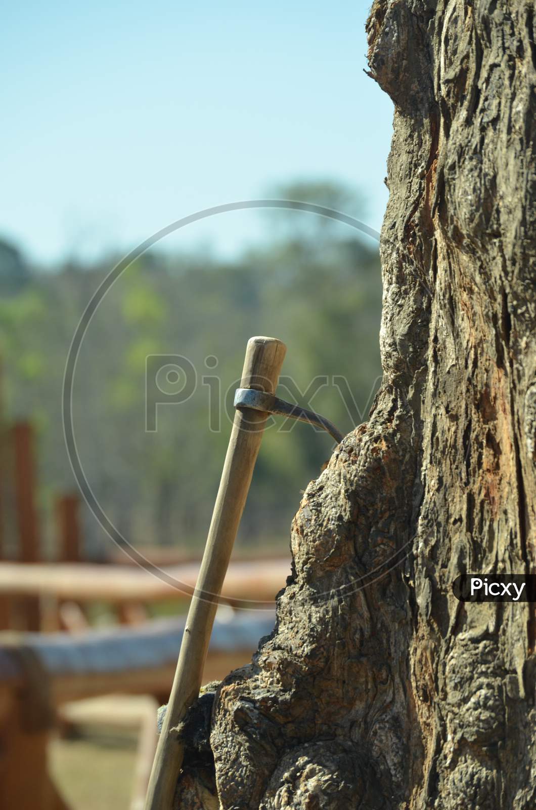 Axe   At a Tree, Deforestation Concept