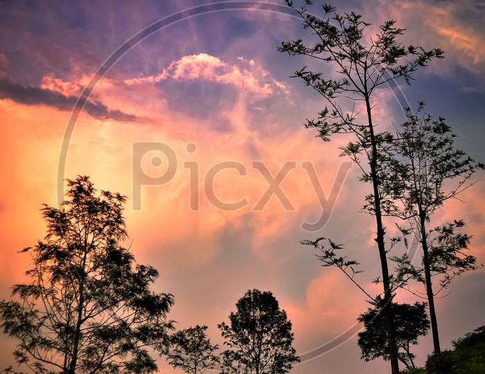 Canopy Of Trees Over Sunset Sky