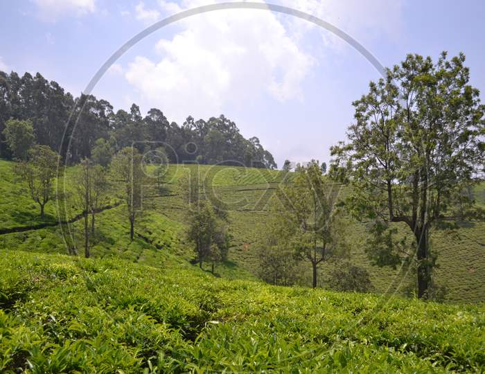 Tea Plantations Or Gardens In Munnar