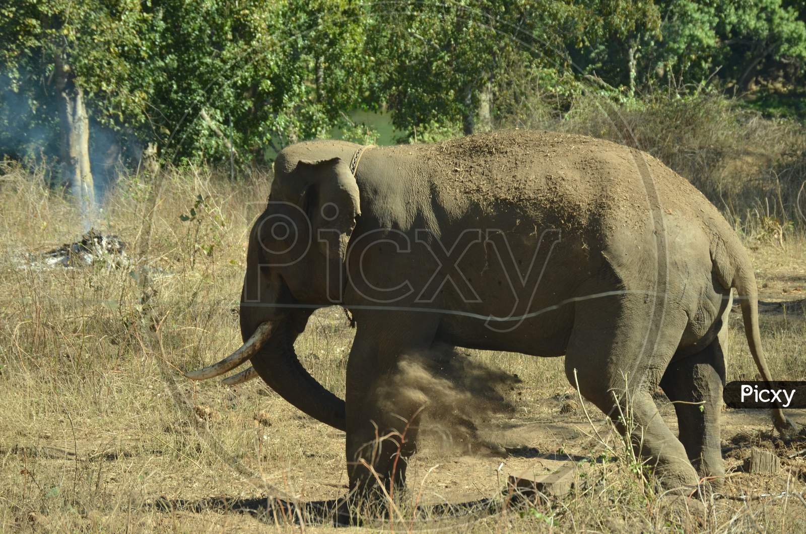 Elephant In a Forest