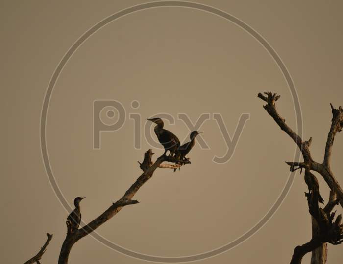 Birds on a Dried Tree