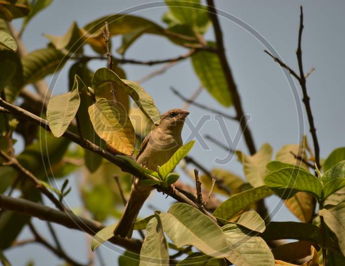 Sparrow on a Tree