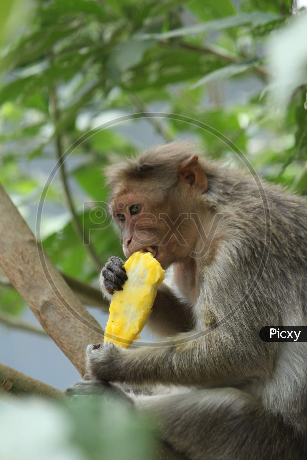 best-way-to-eat-mango-youtube