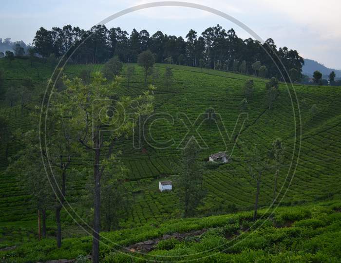 Landscape of Tea Gardens in Munnar