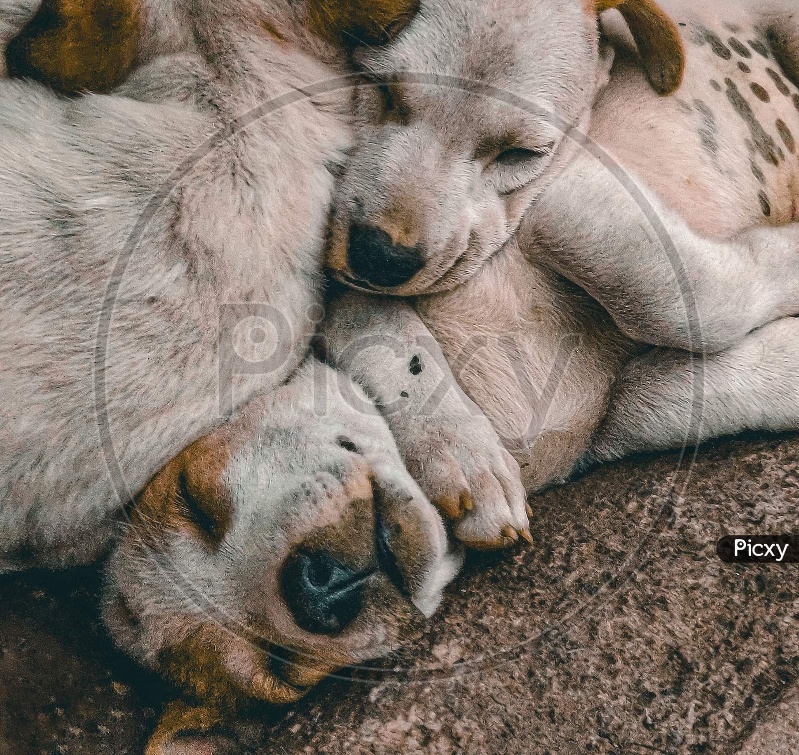 Dogs And Dog Puppies Sleeping