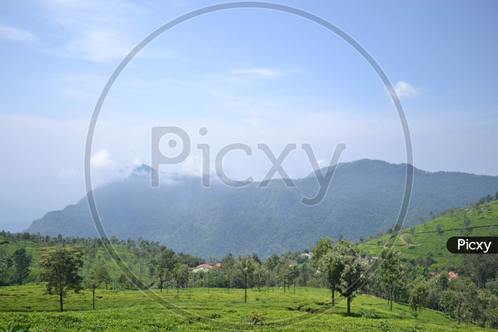 Landscape Of Tea Gardens in Munnar