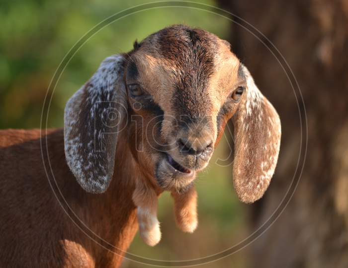 Goat Face Closeup