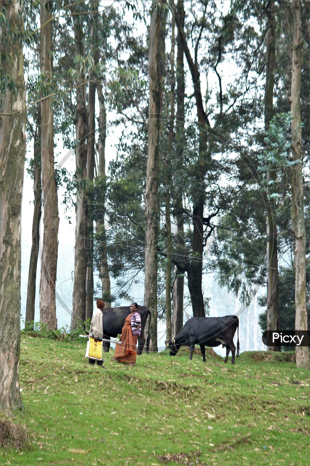 Farmers in Ooty  With Cattle