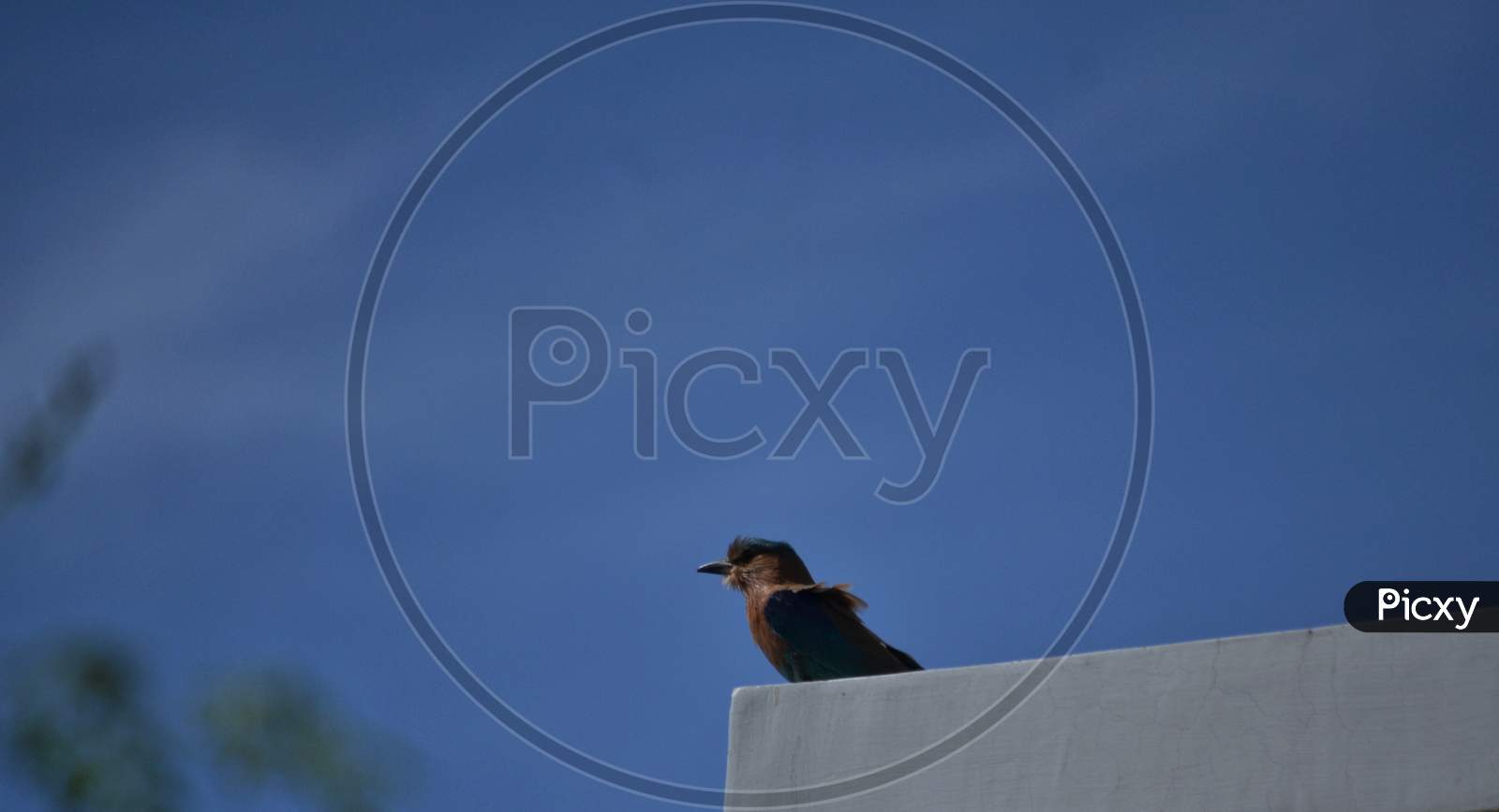 Perching Bird With Blue Sky Background