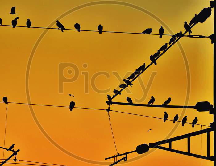 Silhouette Of Birds Sitting On Electric Wires  Over Sunset Sky in Background