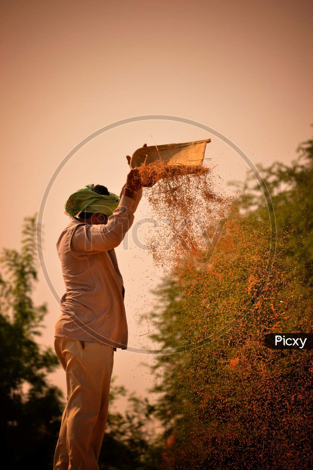 Farmer Harvesting Paddy In an Field