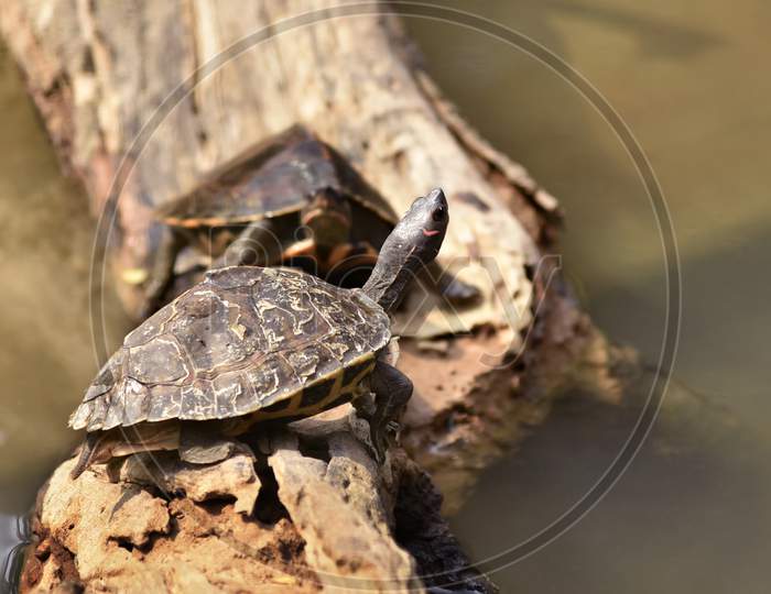 Image of Assam Roofed Turtle Also Known As Sylhet Roofed Turtle Bask In ...