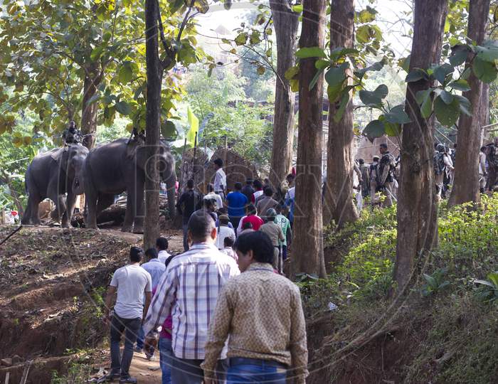 Forest Officials  At Wild Elephants  Areas
