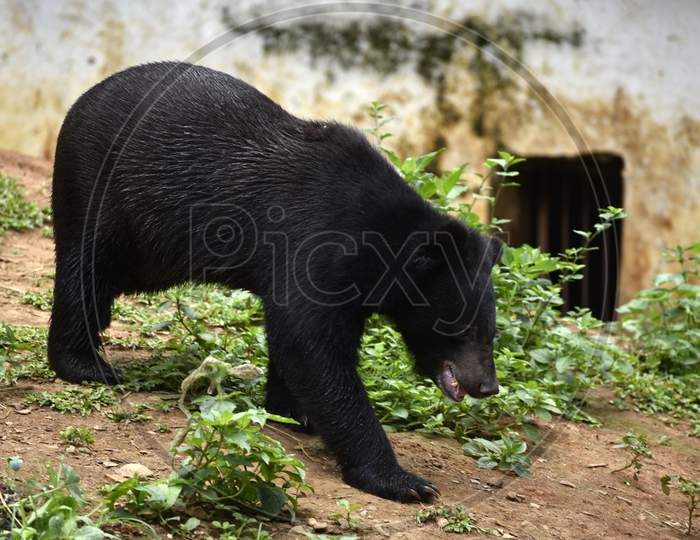Wild Bear in Guwahati Zoo
