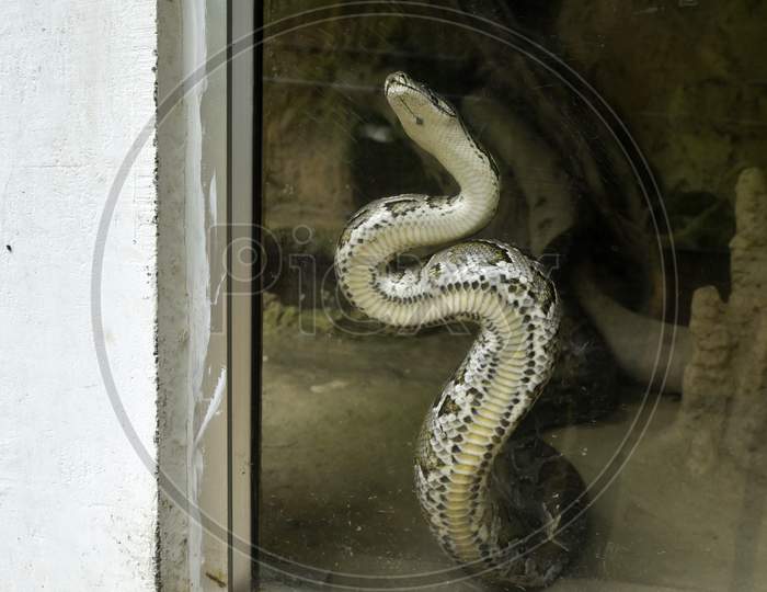 Python Snake In an Zoo