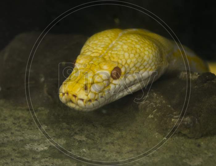 Yellow Python Snake In Zoo