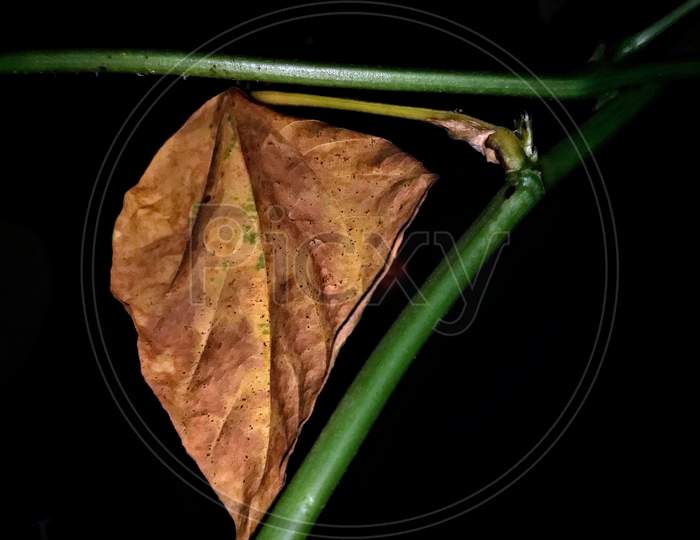 A Dried Leaf On a Plant With Dark Background