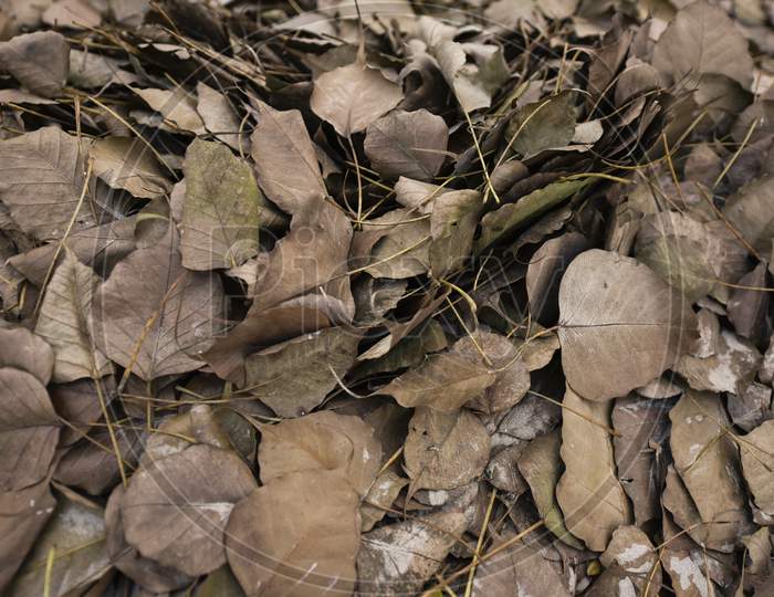 Dried Banyan Leafs On Ground Forming a Background