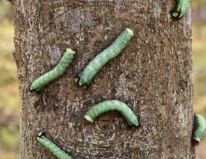 Growing of Silk Worms In Assam For Silk Harvesting