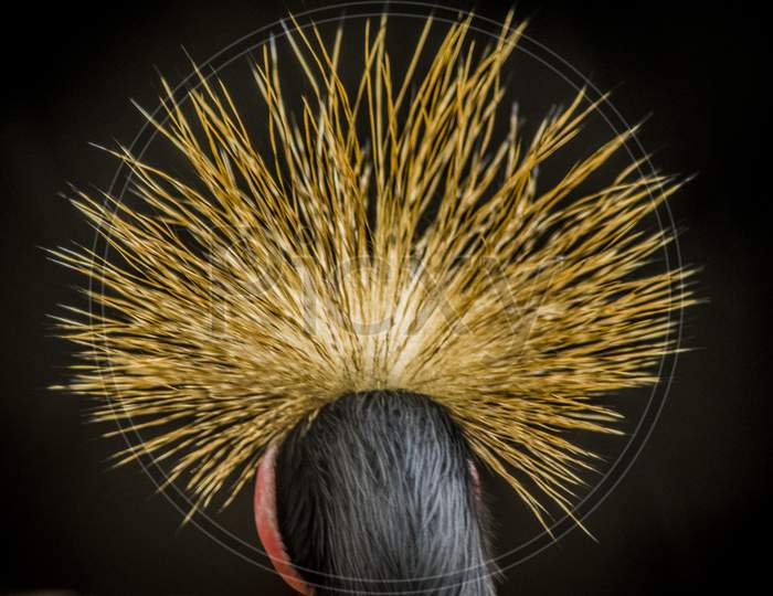 Bird Head Closeup With Feathers
