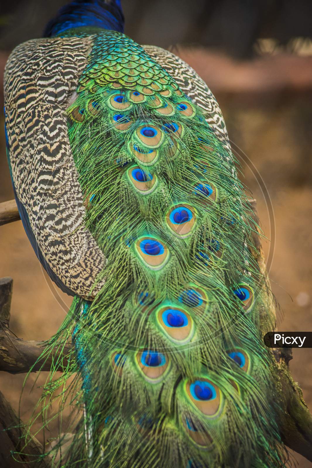 Peacock Feathers  Closeup