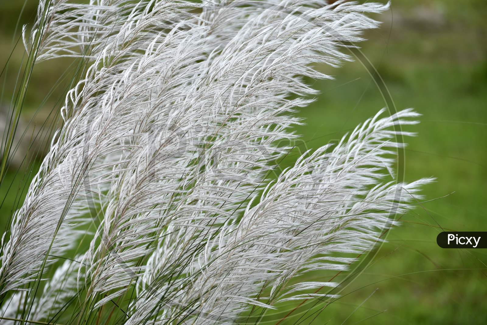 Silver Grass Ears Closeup Forming a Background