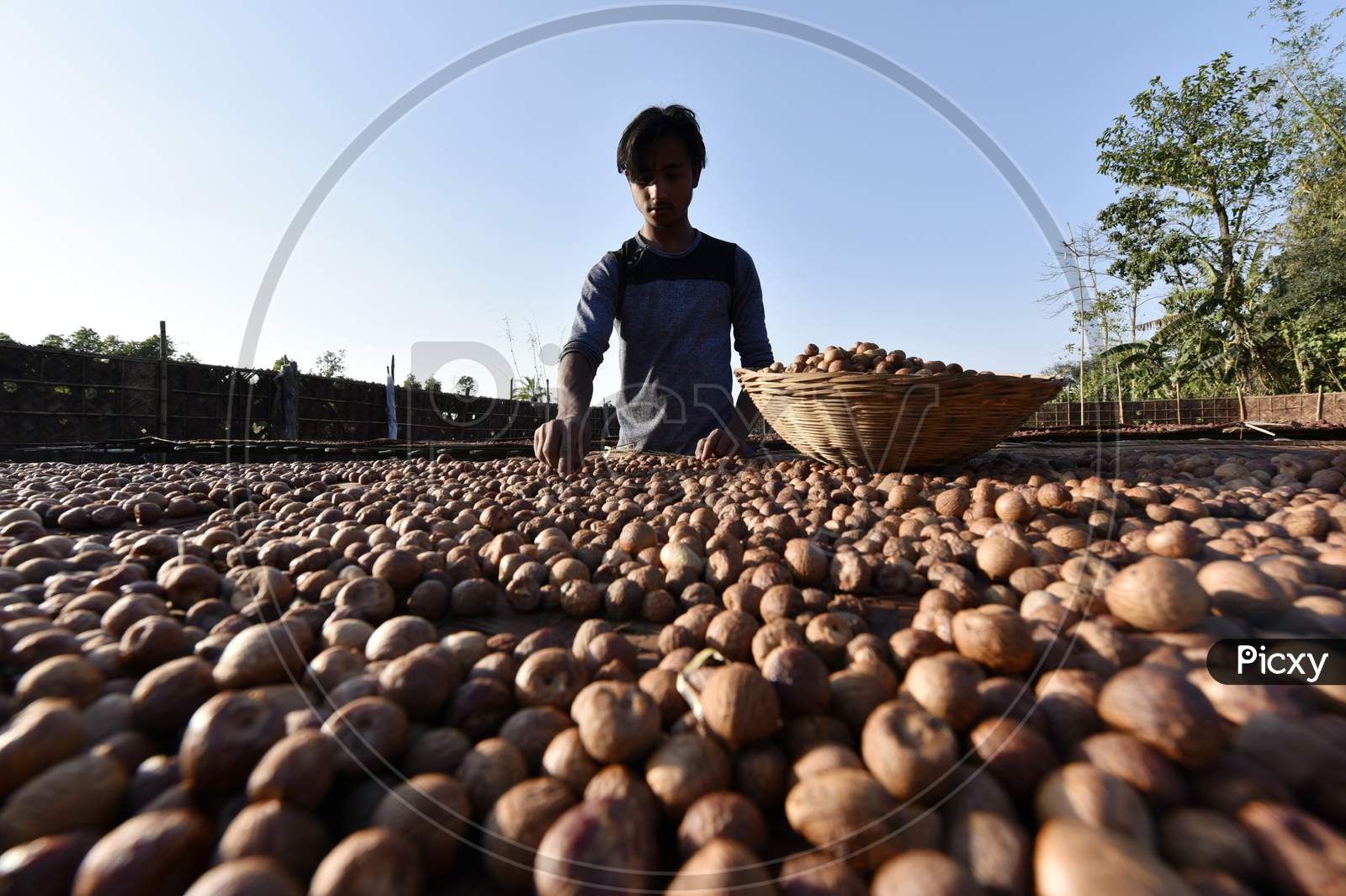 Man Sorts Dried Areca Nuts, Also Known As Betel Nuts Or Supari, At Howly In Barpeta District Of Assam.
