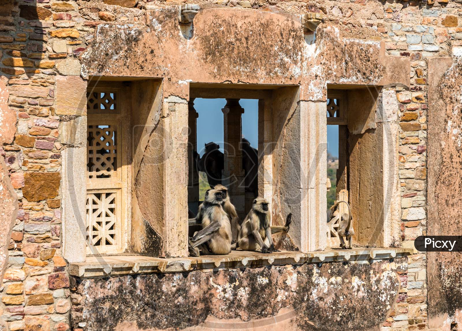 Gray Langur Monkeys On Ruins Of Gora Badal Palace At Chittorgarh Fort - Rajasthan, India