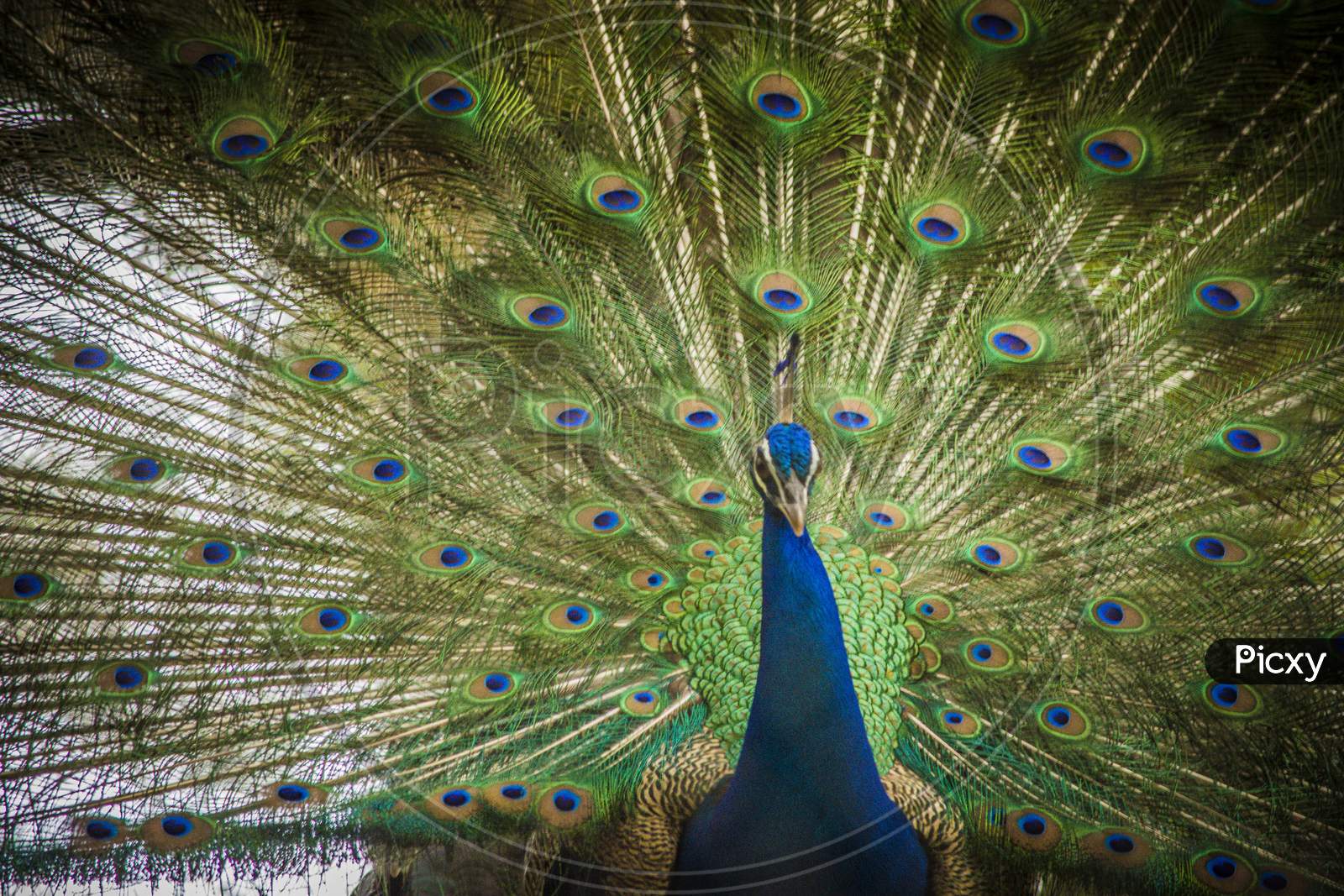 Peacock With Feathers Open