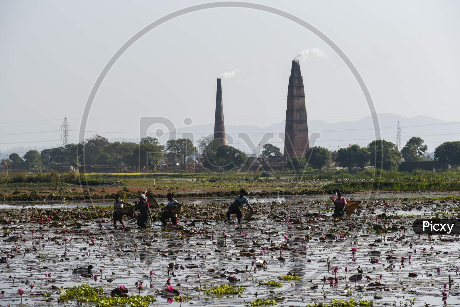 Women Fishing In A Lake, In A Village, In Morigaon District Of Assam