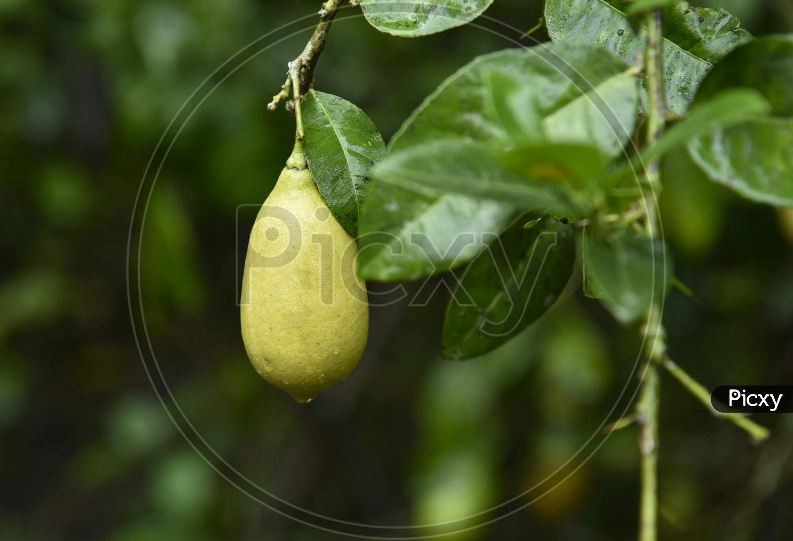 Lemon Fruit Growing on Plant Closeup