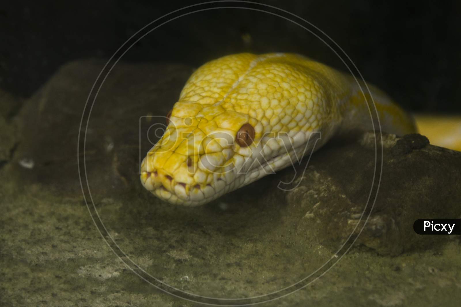 Yellow Python Snake In Zoo