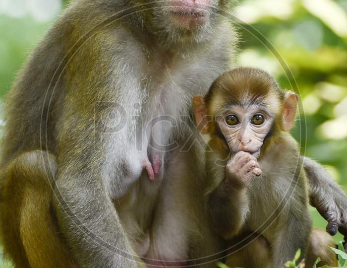 Monkey With Baby